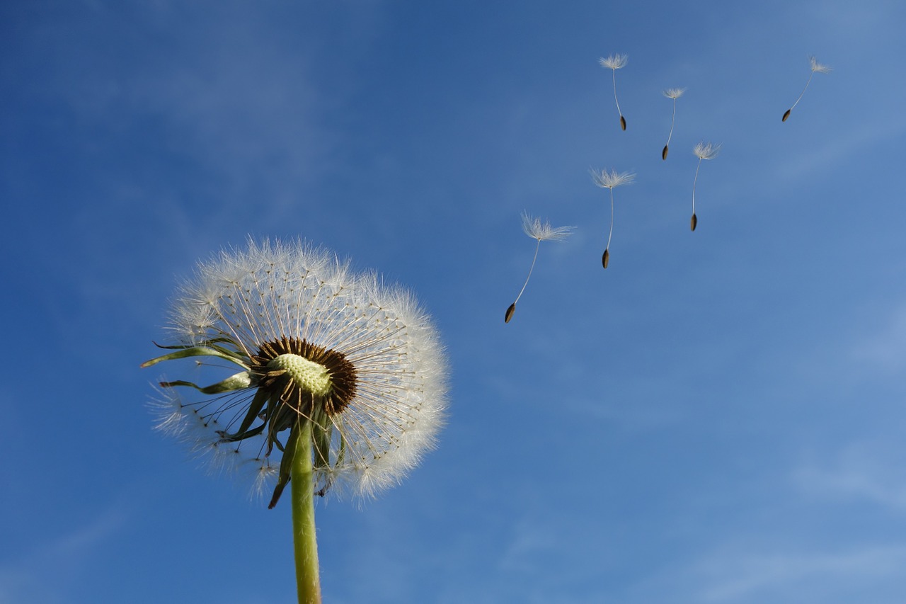 Dandelion seed head with seeds floating away on the wind